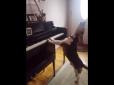 Песик, що вправно співає та грає на піаніно (відео)