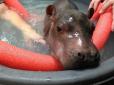 Мі-мі-мі: Ранковий душ юної бегемотихи із зоопарку в Цинциннаті став хітом мережі (відео)