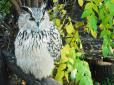 Дбайливий птах з Харківського зоопарку втік з клітки, щоб нагодувати свою подружку