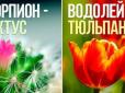 Квітковий гороскоп: Яка рослина відповідає вашому знаку Зодіаку і що в собі несе