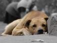 Неймовірна жорстокість: У Києві невідомі розклали приманки з отрутою для собак
