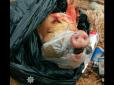 Дурний жарт? Біля парку у Запоріжжі виявили голову свині з муляжем гранати у роті (фотофакт)