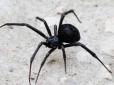 На Одещині курортниця стала жертвою смертельно отруйного павука