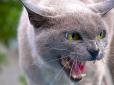 На Одещині скажена кішка покусала двох людей