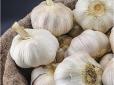 Як зберегти врожай часнику до весни - простий та доступний спосіб