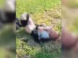 Поліція побачила відео в соцмережах: На Дніпропетровщині підлітки жорстоко катували хлопця