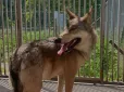 Кияни два роки тримали в квартирі дикого вовка (відео)