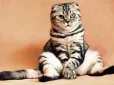 У Швеції заборонили залишати котів самих на цілий де -  порушення штраф або тюрма