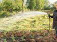 Варто знати! Які рослини на городі заборонено поливати холодною водою