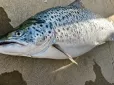 Мрія кожного тутешнього рибалки: Науковці виявили в українських водах Дунаю рідкісну рибу